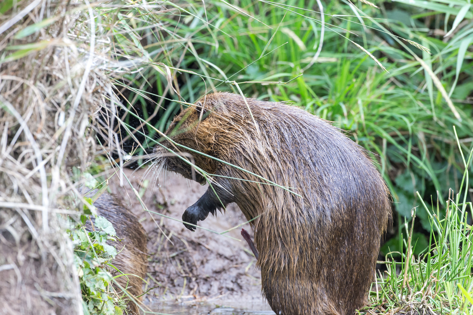 Nutria  mit erigiertem Glied-