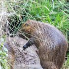 Nutria  mit erigiertem Glied-