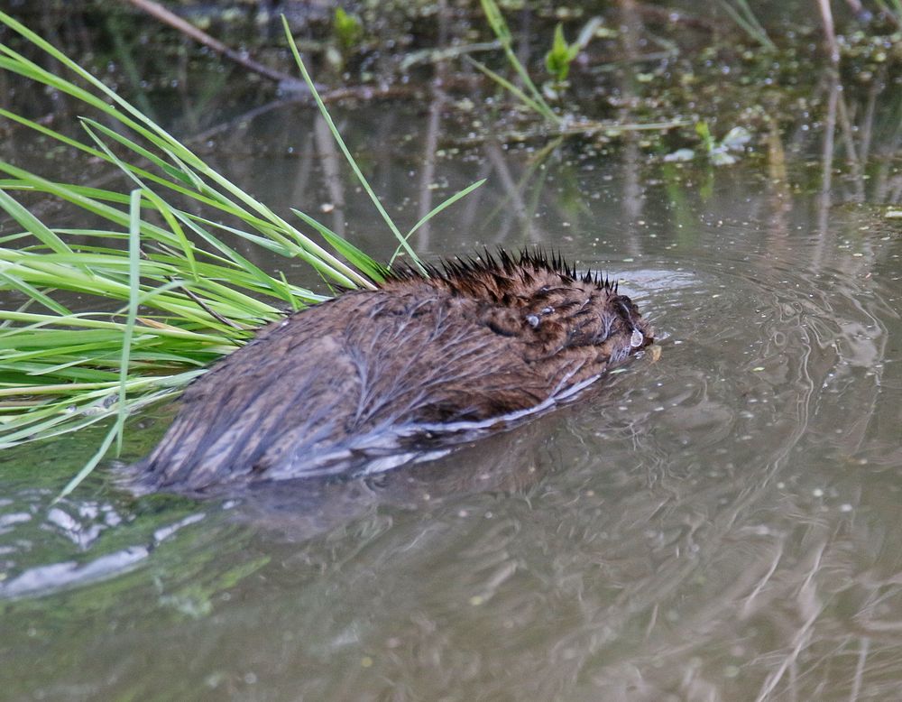 Nutria mit Futter