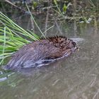 Nutria mit Futter