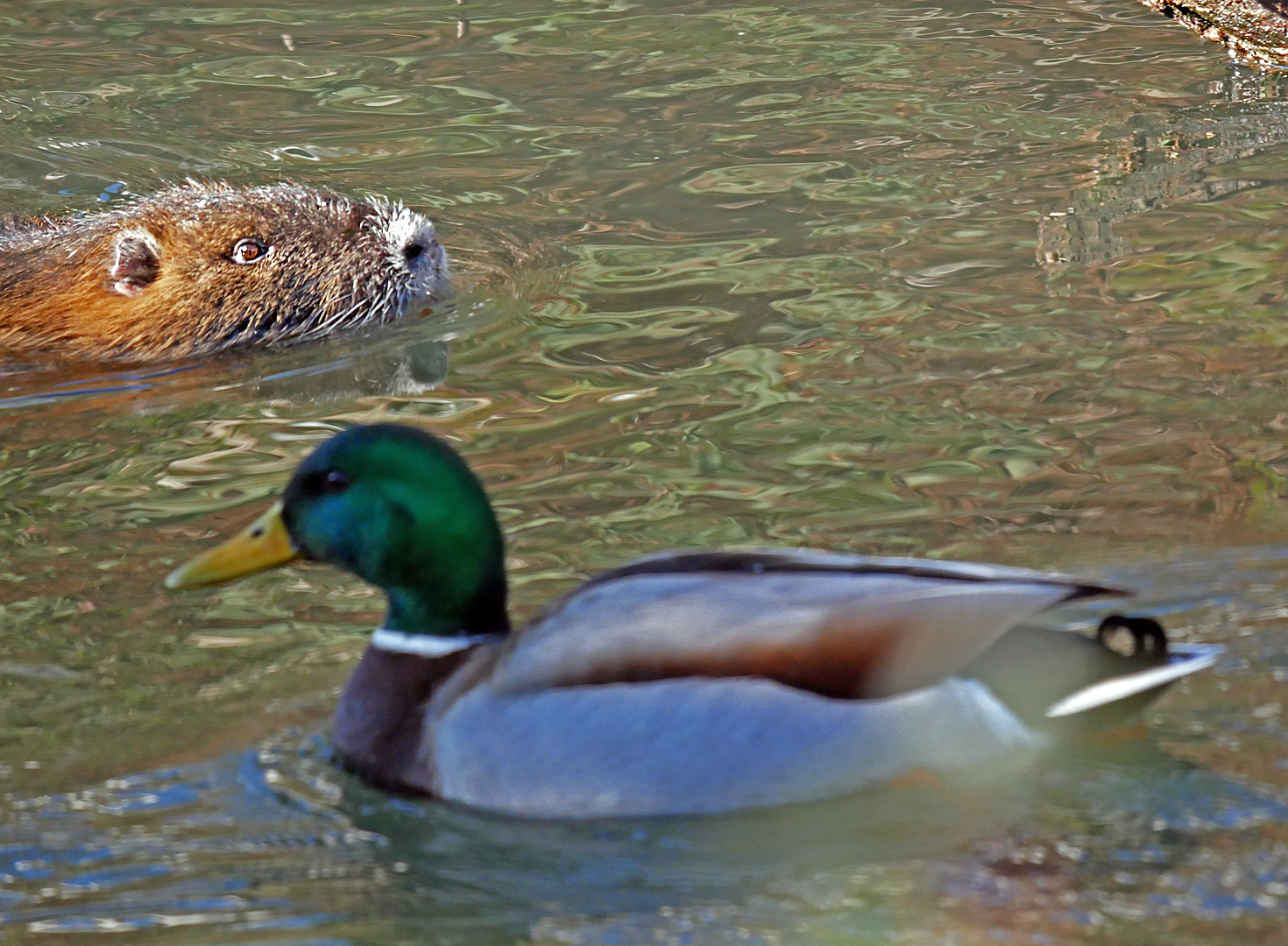 Nutria mit Gegenverkehr