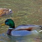 Nutria mit Gegenverkehr