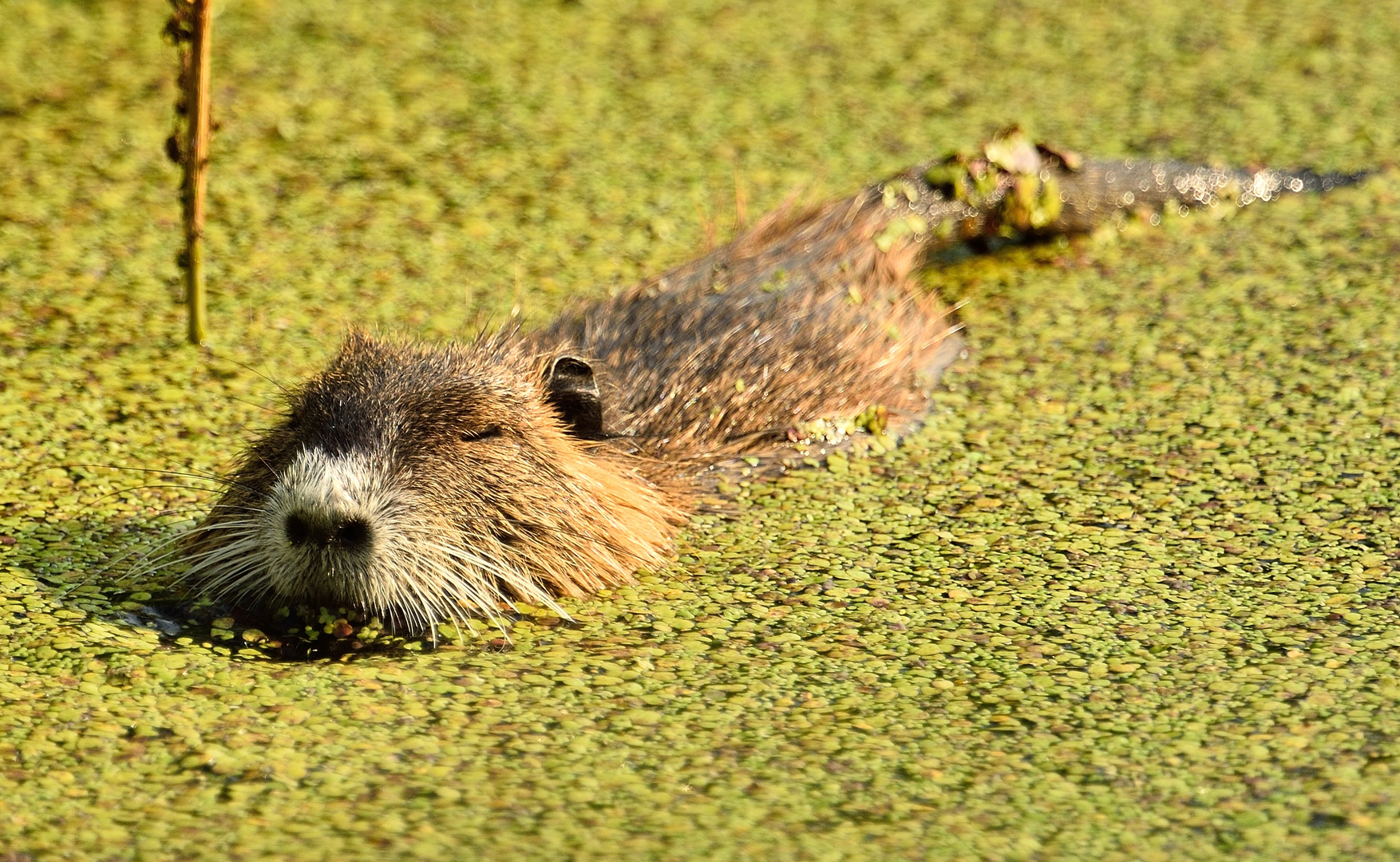 Nutria--mit Genuss beim Abendessen