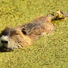 Nutria--mit Genuss beim Abendessen