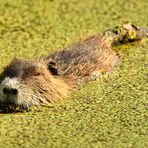 Nutria--mit Genuss beim Abendessen