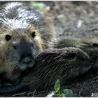 Nutria mit ihren Jungen