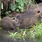  Nutria mit Jungem