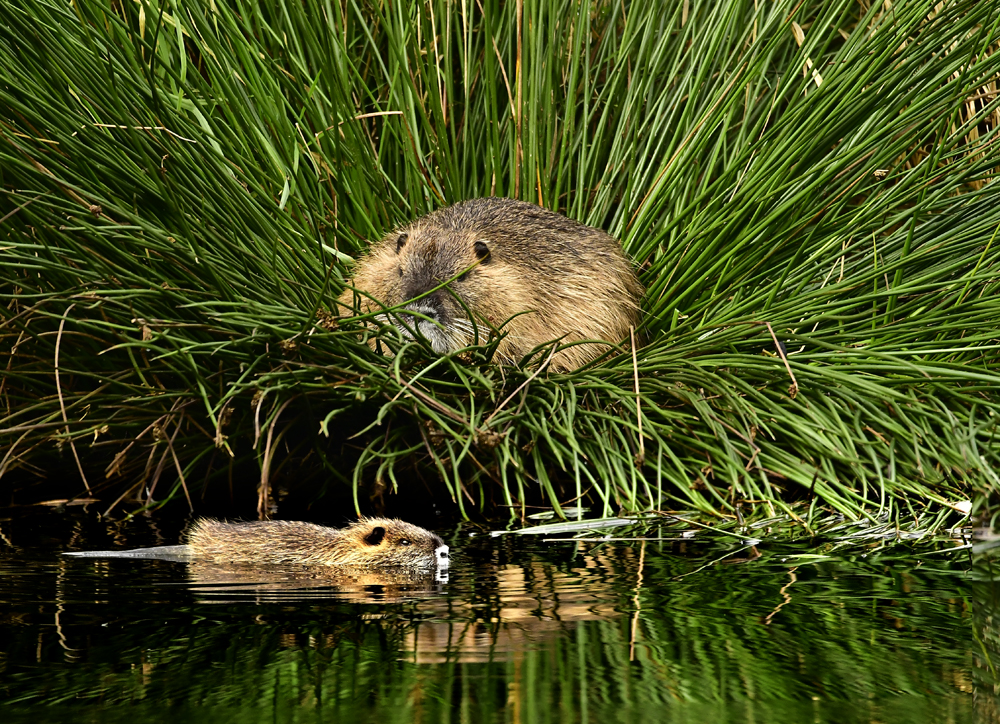 Nutria mit Jungen