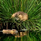 Nutria mit Jungen