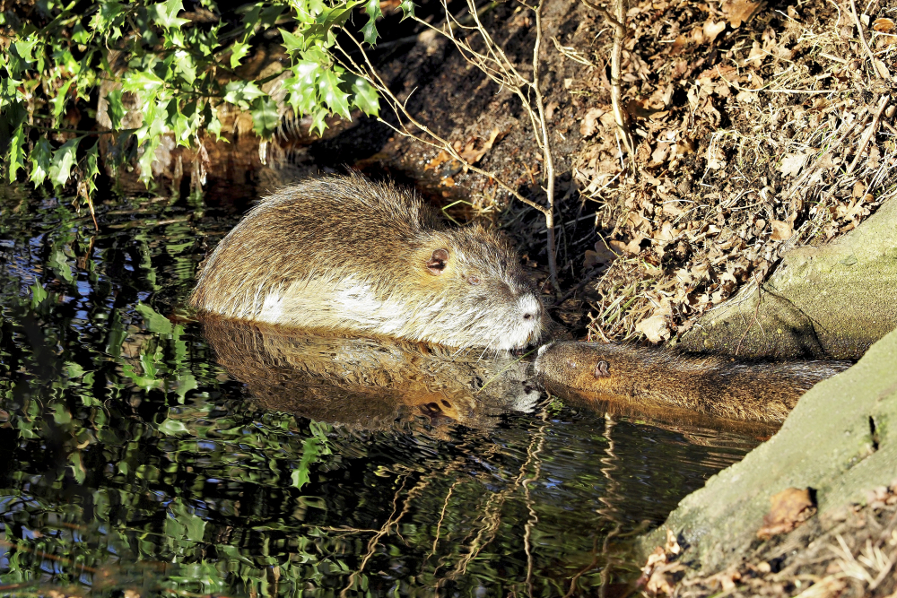 Nutria mit Jungtier