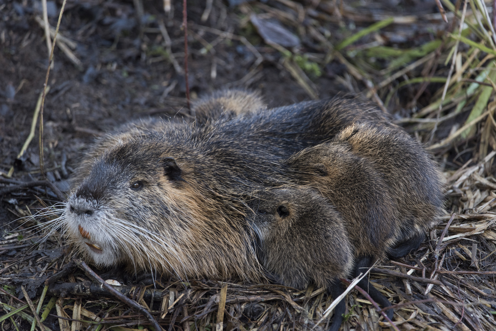 Nutria mit Jungtieren