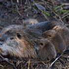 Nutria mit Jungtieren