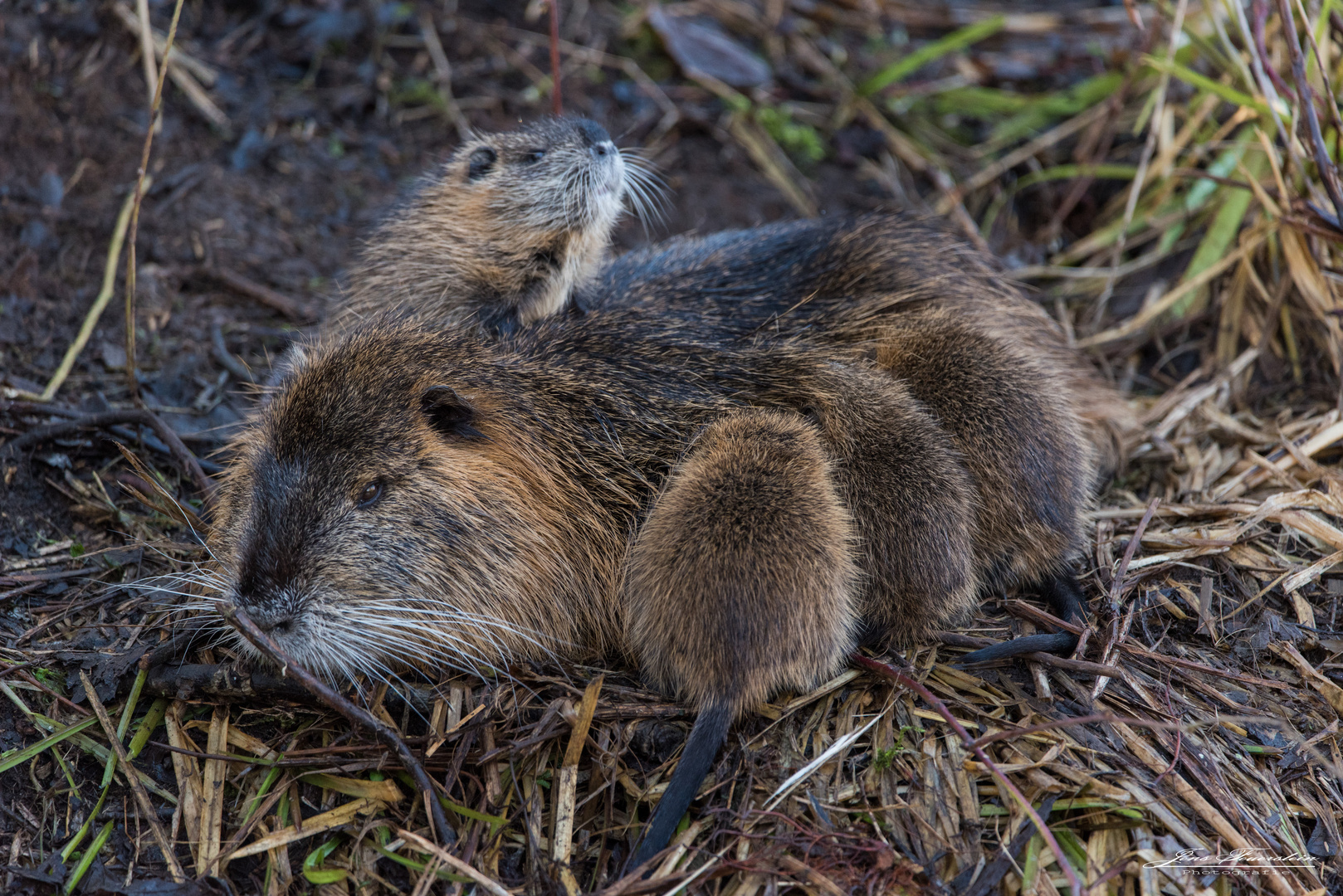 Nutria mit Jungtieren