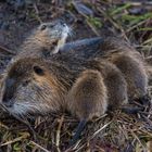 Nutria mit Jungtieren