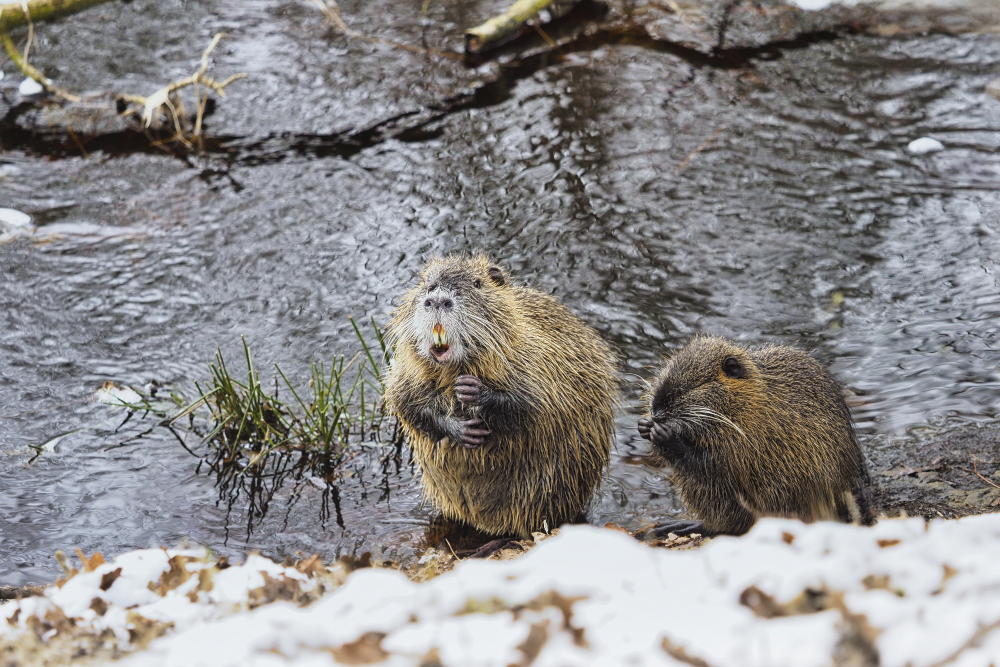 Nutria mit Kind am Wasser