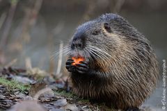 ... Nutria mit Möhrchen ...