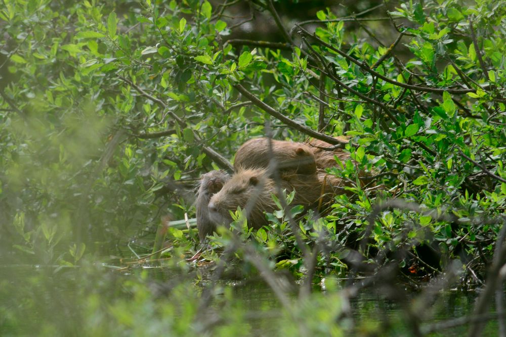 Nutria mit Nachwuchs1