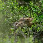 Nutria mit Nachwuchs1