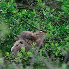 Nutria mit Nachwuchs2