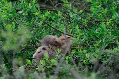 Nutria mit Nachwuchs2