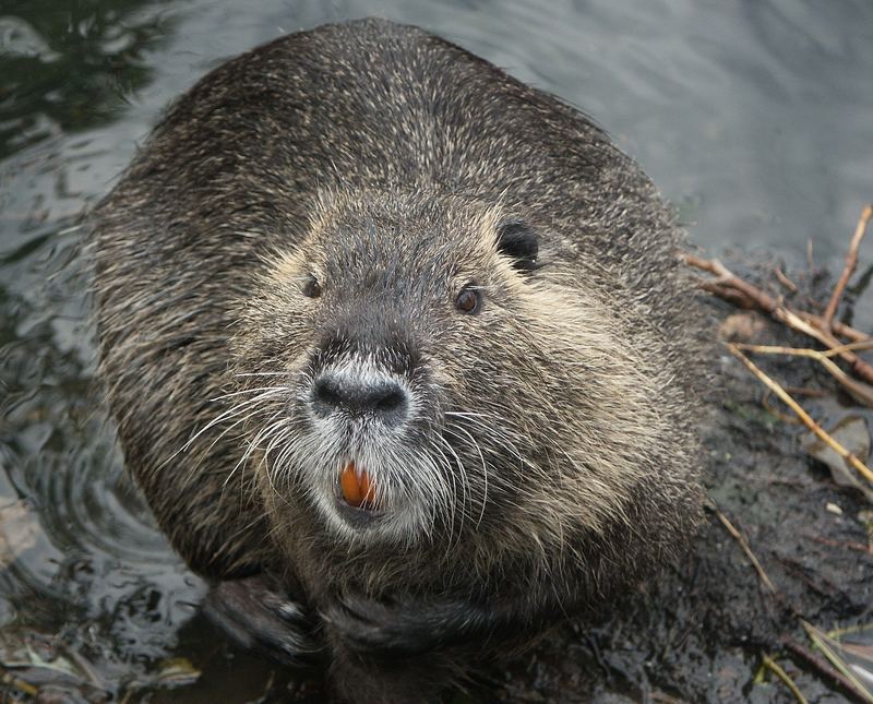 Nutria mit schönen Zähnen