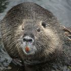 Nutria mit schönen Zähnen