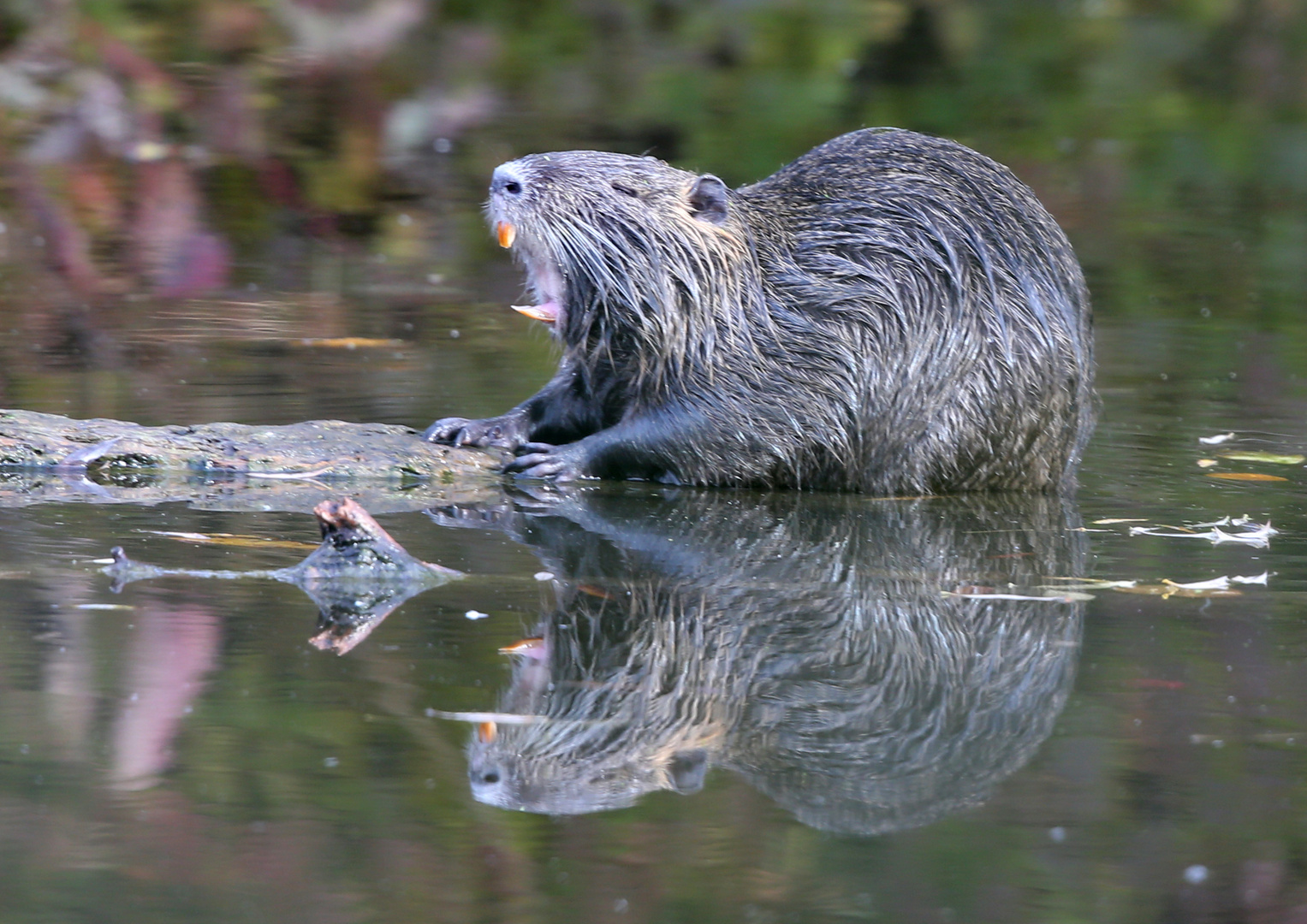 Schwanzlutschen Mit Spiegelbild Schwanzlutschen Mit Spiegelbild