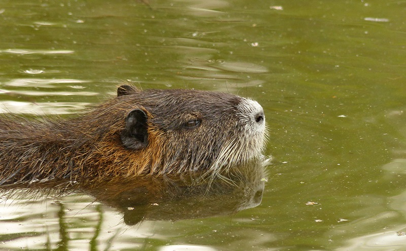 Nutria mit Spiegelung