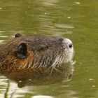 Nutria mit Spiegelung