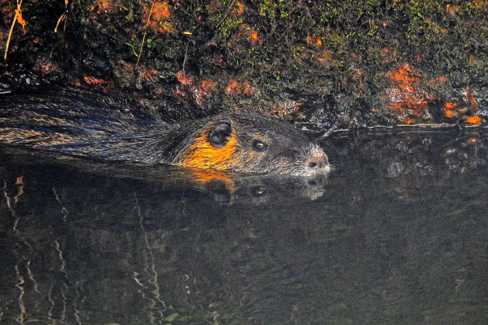 Nutria mit Spiegelung