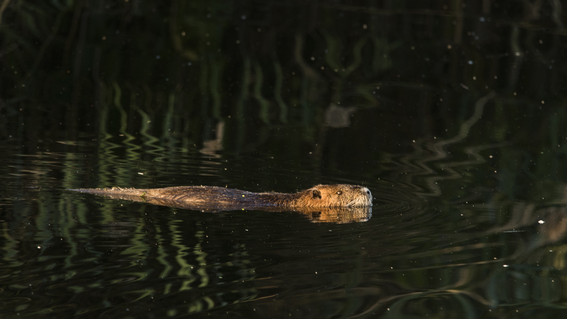 Nutria mit Spiegelung