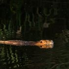 Nutria mit Spiegelung