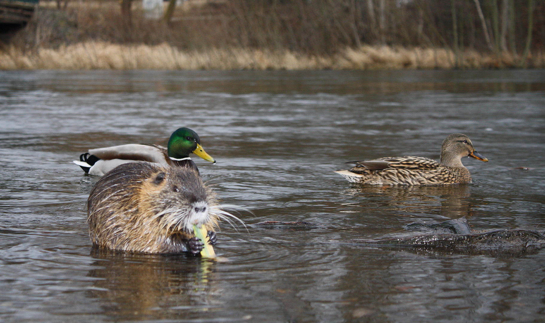 Nutria mit Stockenten