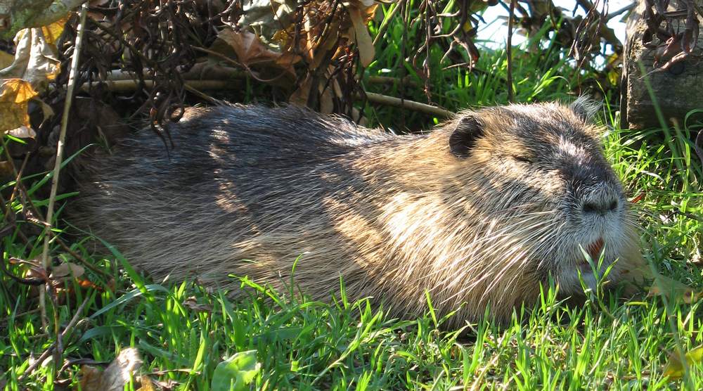 Nutria -Mittagsschlaf - Nur der Fotograf stört.