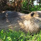 Nutria -Mittagsschlaf - Nur der Fotograf stört.