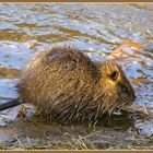 Nutria - mittlerweile sind sie zu zweit unterwegs...