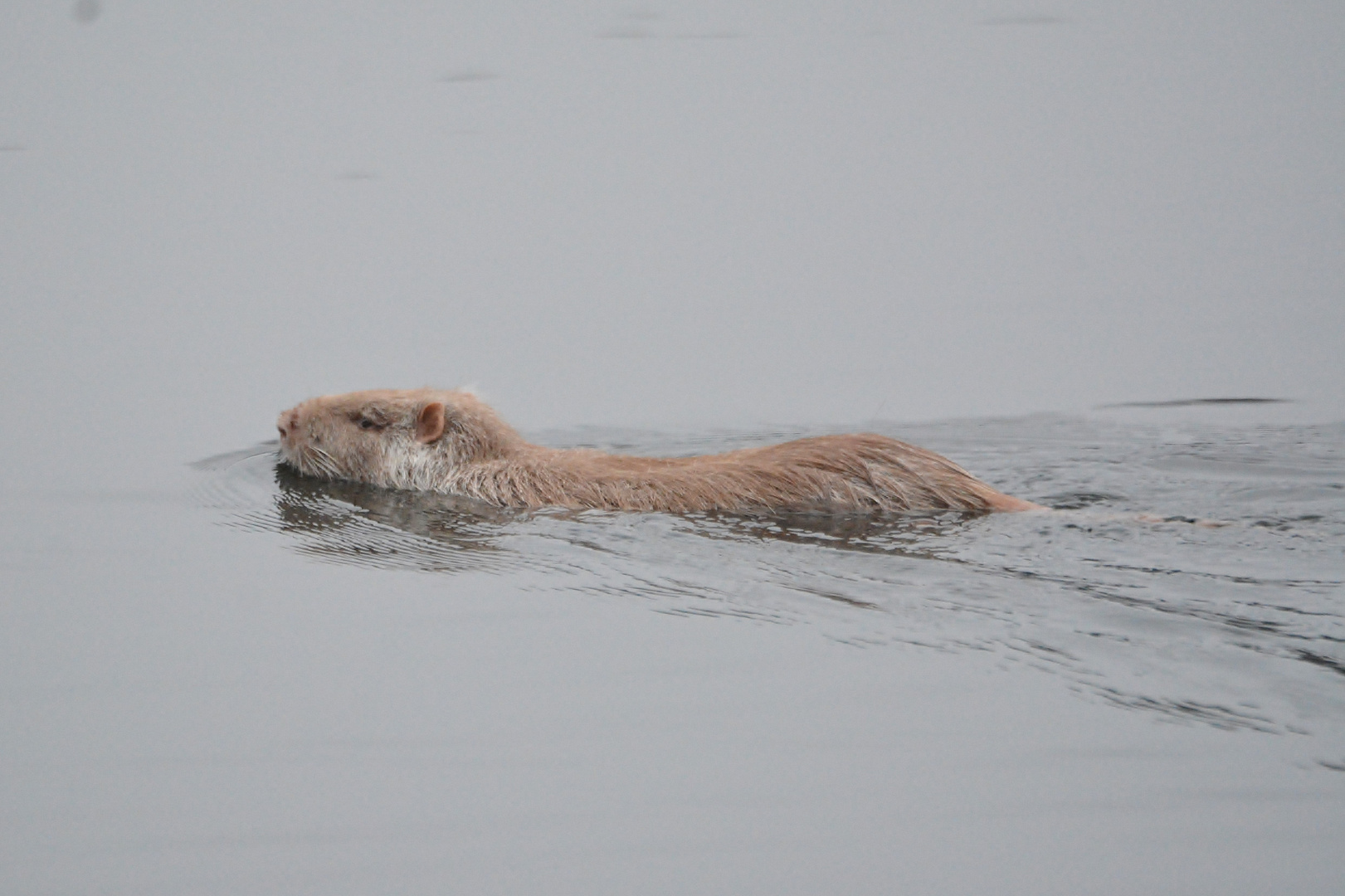 Nutria, myocaster coypus