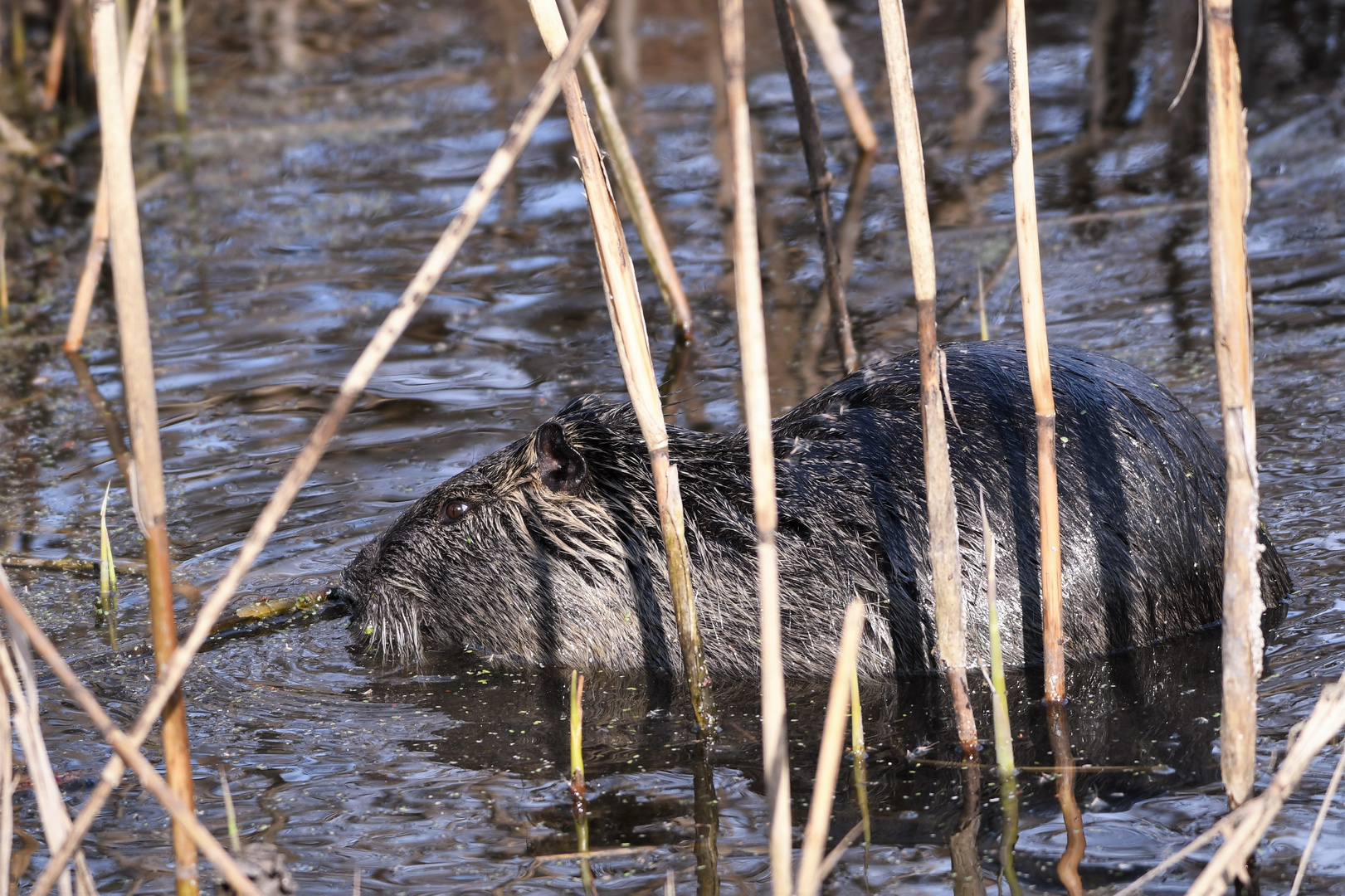 Nutria (Myocaster coypus )