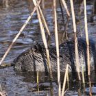 Nutria (Myocaster coypus )