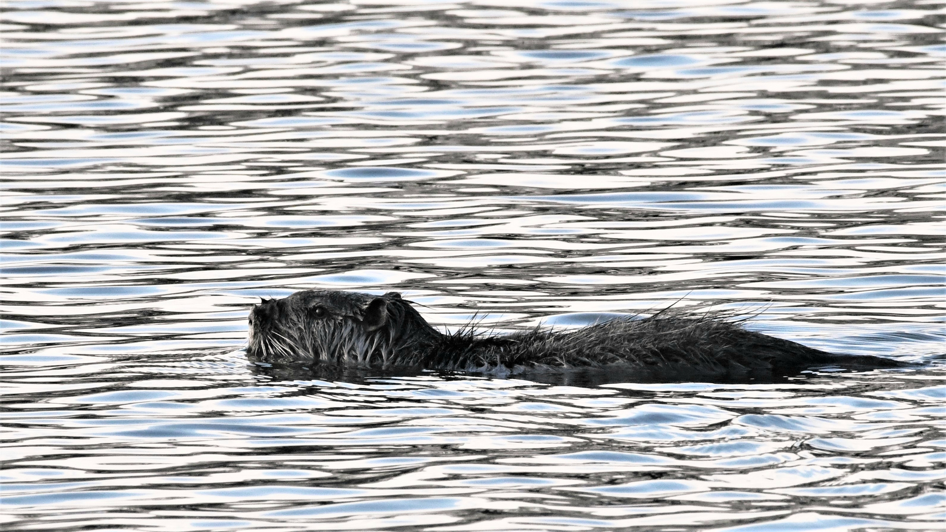 Nutria (Myocaster coypus )