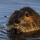 Nutria (Myocastor coypus)