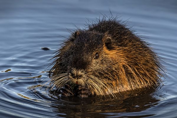 Nutria (Myocastor coypus)