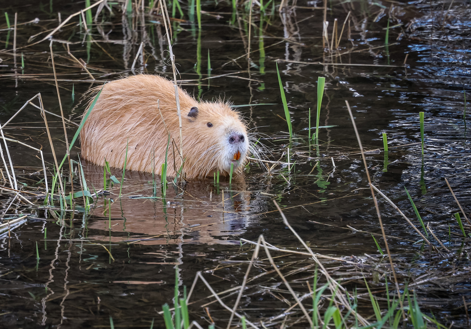 Nutria (Myocastor coypus)