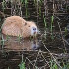 Nutria (Myocastor coypus)