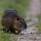 Nutria ( Myocastor coypus )