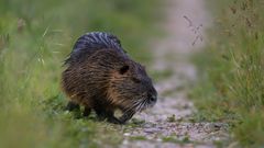 Nutria ( Myocastor coypus )