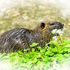 Nutria (Myocastor coypus)