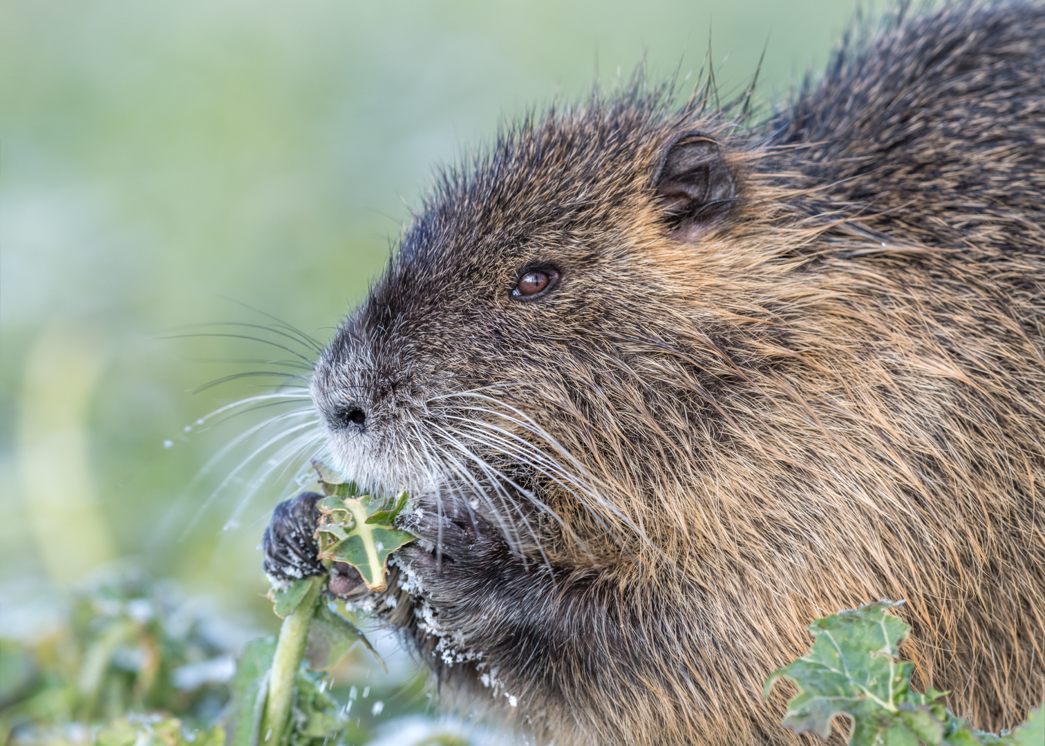 Nutria (Myocastor coypus)