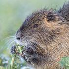 Nutria (Myocastor coypus)