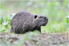 Nutria (Myocastor coypus)